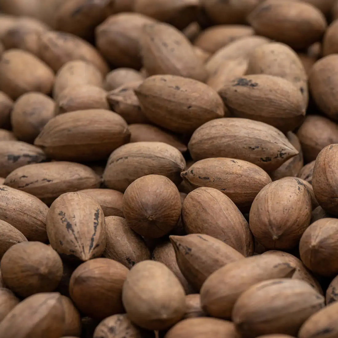 AFRICAN WALNUT PECAN NUT આફ્રિકન અખરોટ પીકન નટસ