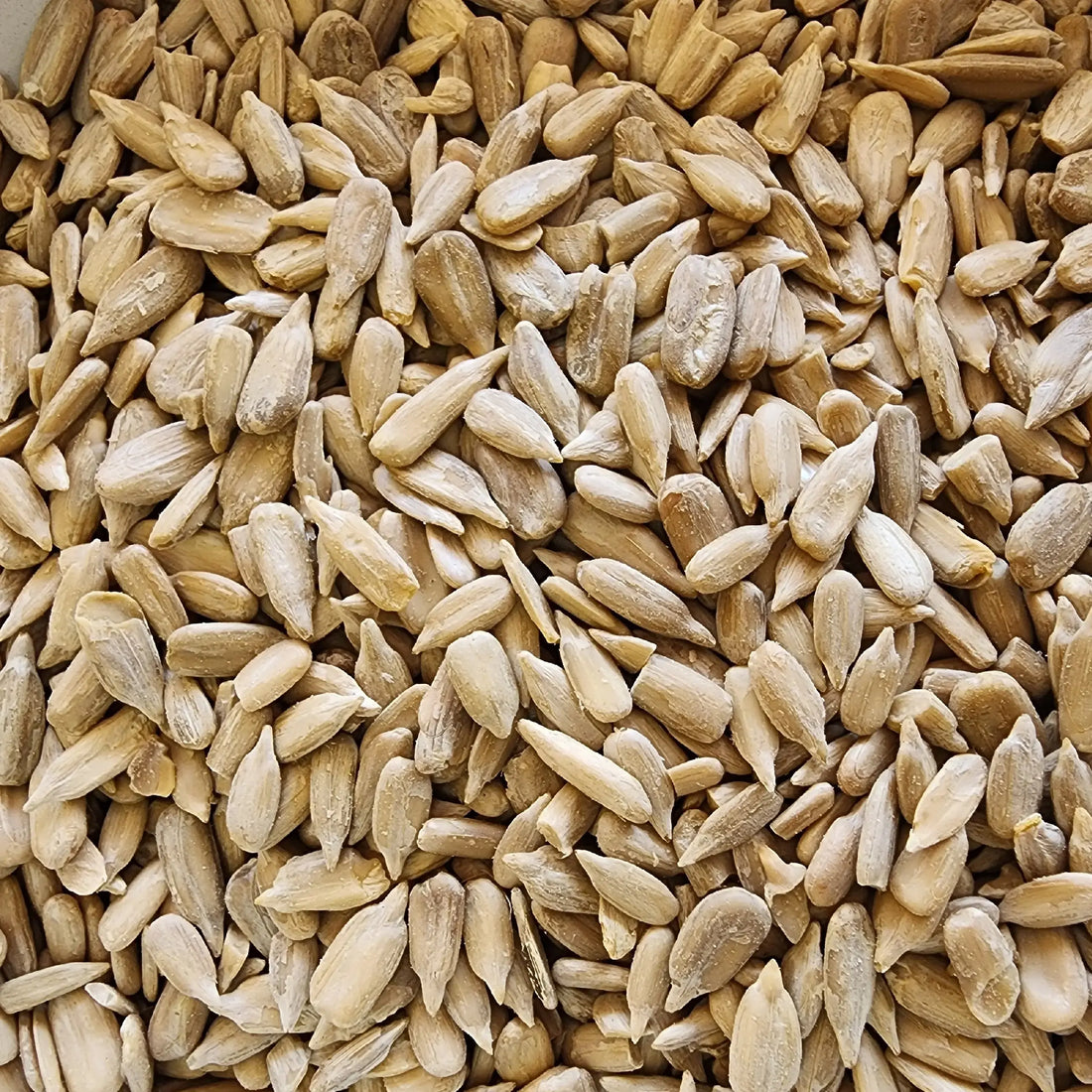 Sunflower Seeds Plain