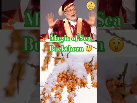 Sea Buckthron Dried Berry સી બક્તોન બેરી